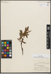 Foto von Salix pulchra Cham.
